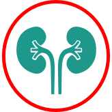 Icon of kidney