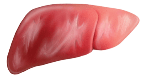 Scarring of the liver