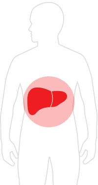 肝臟是人體內不可或缺的重要器官